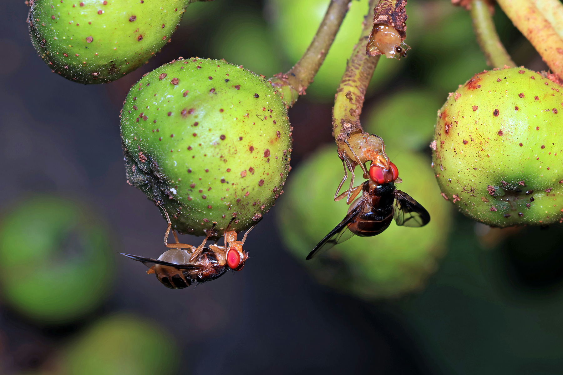 Kleine Fruchtfliegen im Nahbereich