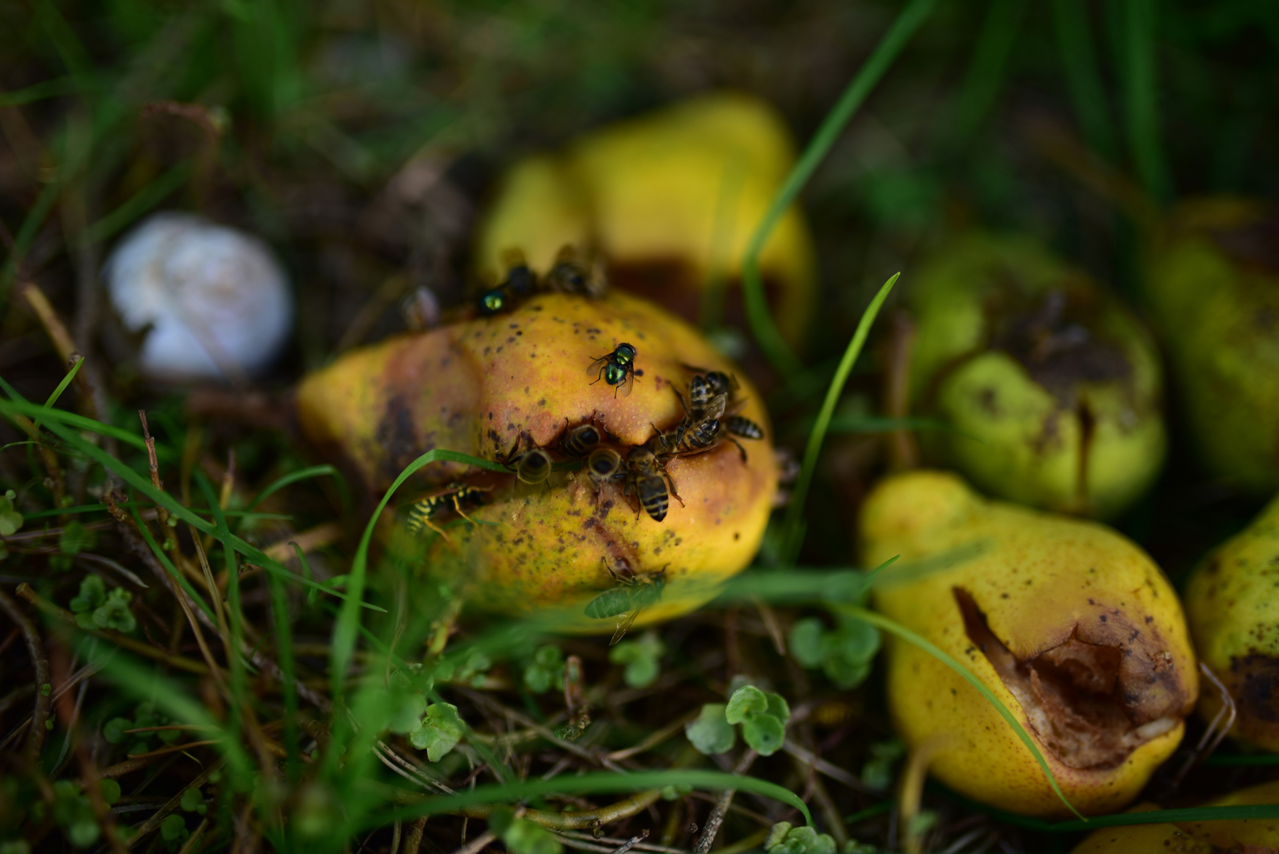 Kleine Fliegen im Nahbereich