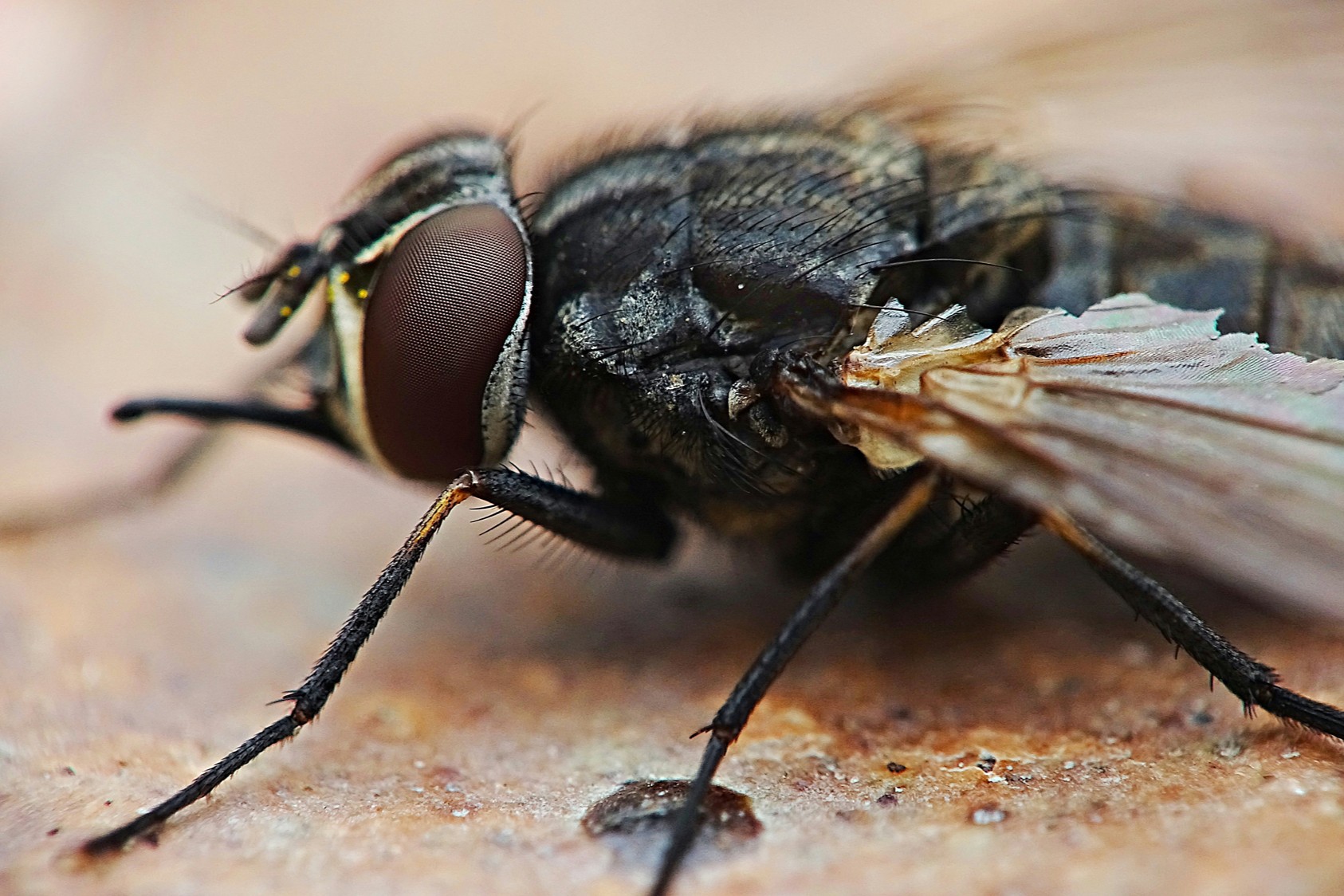 Kleine Fliegen an einer Zimmerpflanze
